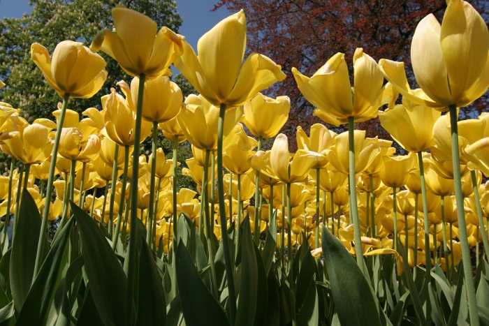 Tulipes a Morges 2007 - 001